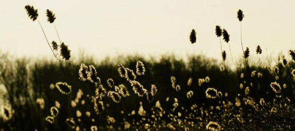 芦花摇雪舞冬韵,候鸟书天吟远诗